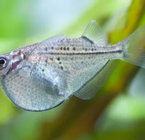 Cá Lưỡi Rìu - Common Hatchetfish