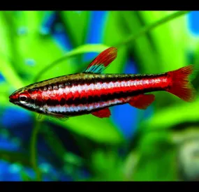 Cá bút chì san hô đỏ - Coral Red Pencilfish